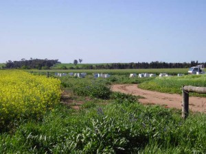 Bee hives in the canola fields