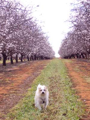 Almond orchard