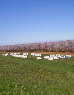 Hives in an Almond orchard