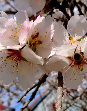 Almond blossom