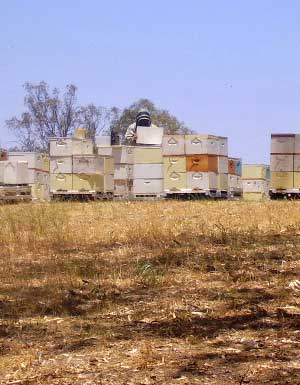 Tending the hives