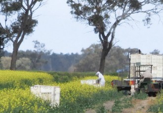 Setting out the hives